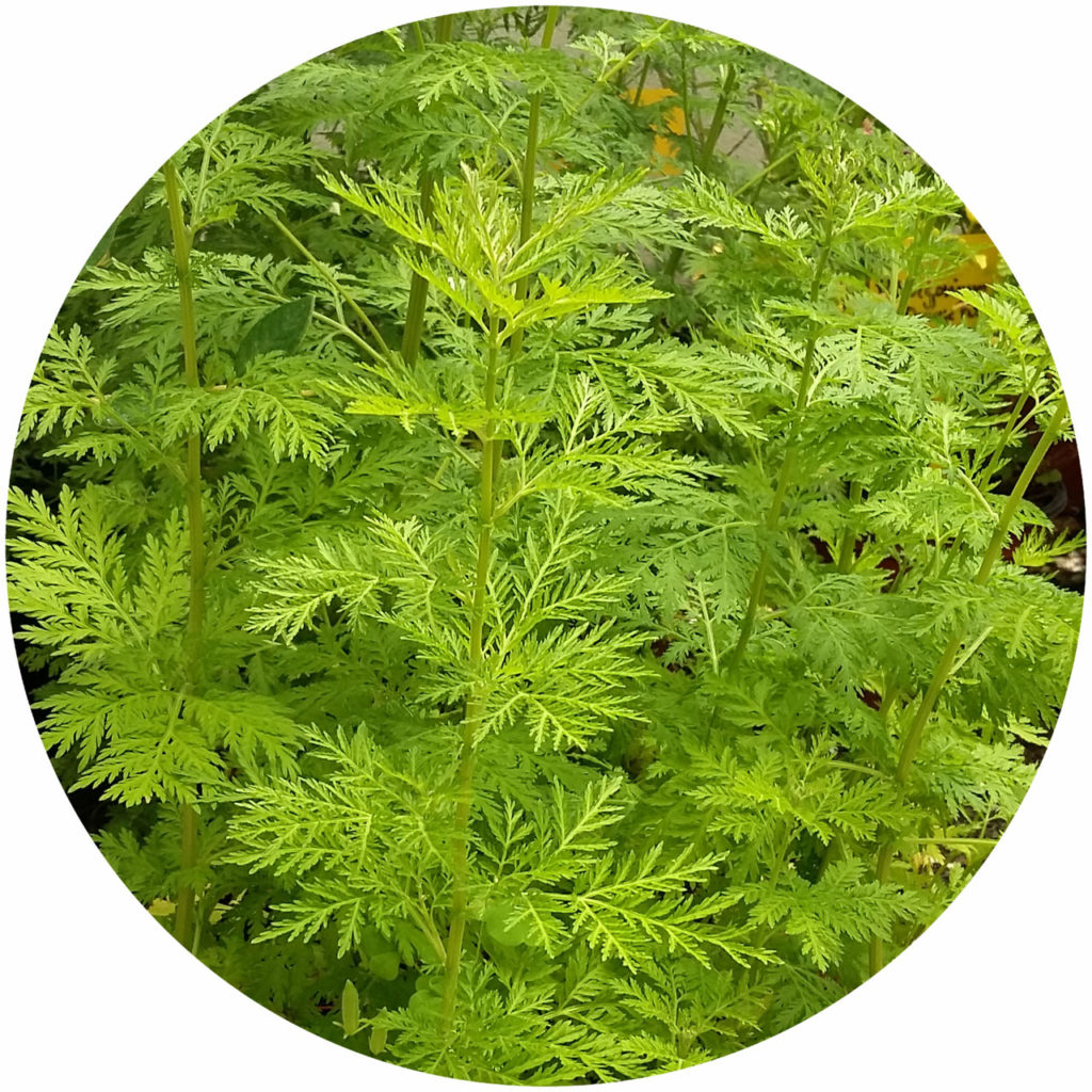 Artemisia Annua: Todo lo que debes conocer. - Artemisia Annua